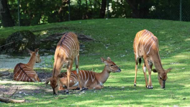 Nyala Tragelaphus Angasii Jest Rogatą Antylopy Rogatej Pochodzącej Południowej Afryki — Wideo stockowe