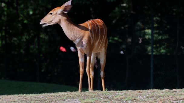 Nyala Tragelaphus Angasii Est Une Antilope Cornes Spirales Originaire Afrique — Video