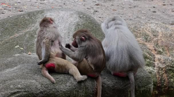 Hamadryas Baboon Papio Hamadryas Сидящие Вместе Ухаживающие Друг Другом Papio — стоковое видео