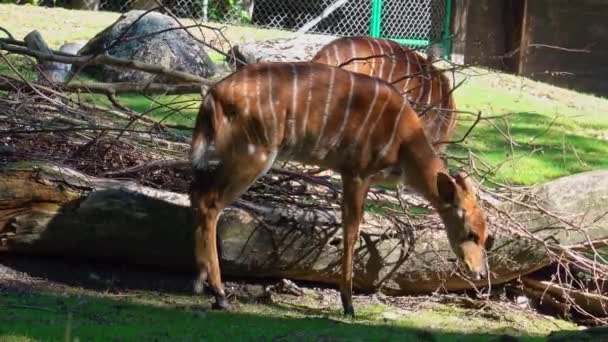 Nyala Tragelaphus Angasii Est Une Antilope Cornes Spirales Originaire Afrique — Video