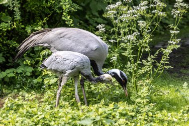 Demokiselle Crane 'in ailesi, Anthropoides Başak' ı gün boyunca açık yeşil bir çayırda yaşıyor. Orta Avrupa 'da bulunan bir turna türüdür.
