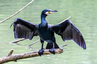 Kuzey yarımküre boyunca büyük siyah karabatak olarak bilinen büyük karabatak, Avustralya 'daki siyah karabatak ve Yeni Zelanda' nın daha güneyindeki siyah karabatak