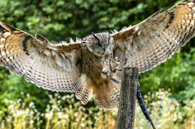 Dünyanın en büyük baykuş Sibirya kartal baykuş bubo bubo sibiricus bu.