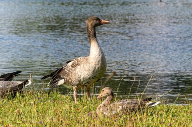 Anser anser, Anatidae familyasından Anatidae familyasından bir kaz türü..