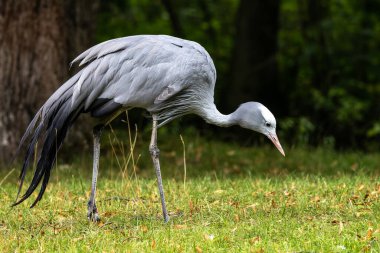 Grus paradisea, Güney Afrika 'ya özgü nesli tükenmekte olan bir kuş türü. Güney Afrika 'nın ulusal kuşudur.