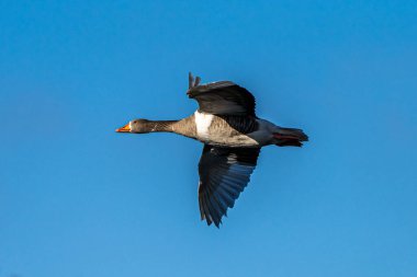 Anser anser, Anatidae familyasından Anatidae familyasından bir kaz türü. Burada havada uçuyor..