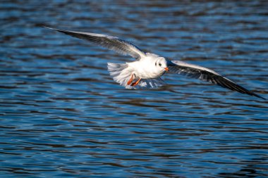 Avrupa ringa martı, Larus argentatus büyük bir martıdır, Batı Avrupa kıyıları boyunca en çok bilinen martılardan biridir.