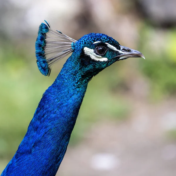 Indian Peafowl Blue Peafowl Pavo Cristatus Large Brightly Coloured Bird — Stock Photo, Image