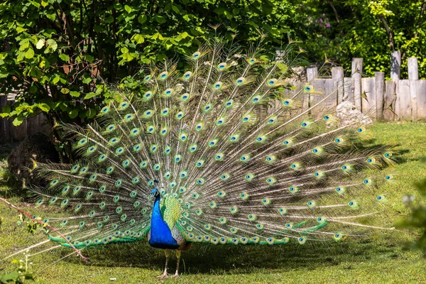 Indische Peafuil Pavo Cristatus Een Vogel Uit Familie Van Peafuilen — Stockfoto