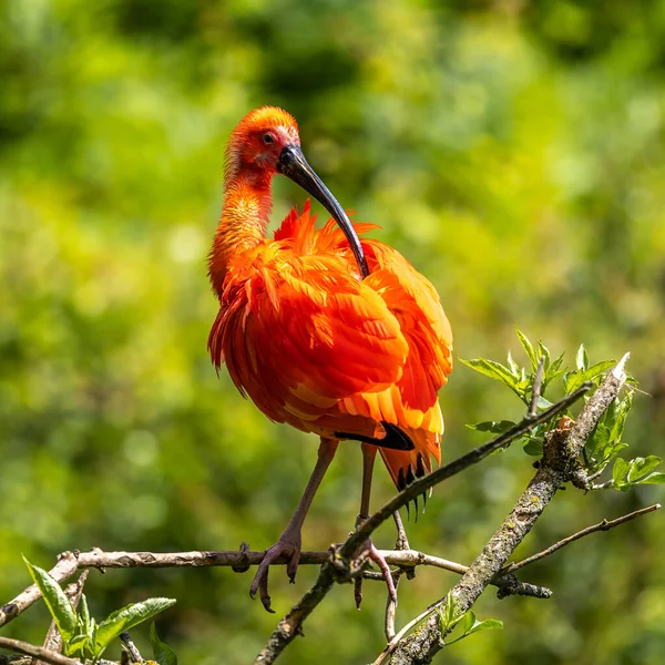 Scarlet Ibis Eudocimus Ruber Species Ibis Bird Family Threskiornithidae Inhabits — Stock Photo, Image