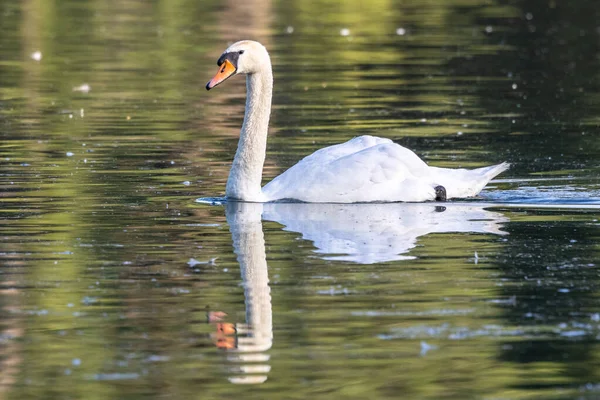 Cygnus Olor Una Especie Cisne Familia Anatidae Aquí Nadando Lago — Foto de Stock