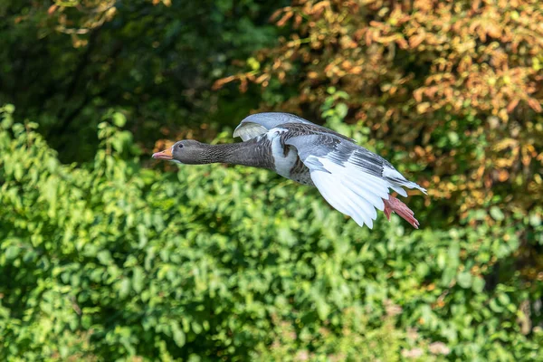 Anser Anser Est Une Espèce Passereaux Famille Des Anatidae Ici — Photo