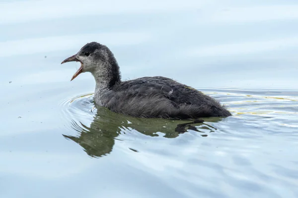 Folaga Eurasiatica Fulica Atra Conosciuta Anche Come Folaga Comune Folaga — Foto Stock