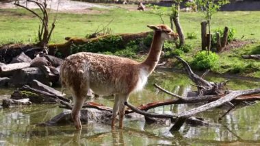 Vicunas, Vicugna Vicugna, And Dağları 'nın yüksek dağlık bölgelerinde yaşayan lama' nın akrabaları.