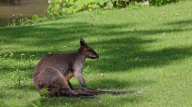 Wallaby bataklığı, Wallabia bicolor, küçük kangurulardan biridir. Bu valabi aynı zamanda siyah valabi olarak da bilinir.
