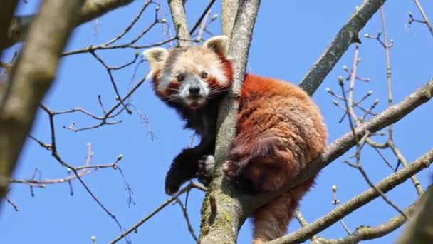 Czerwona Panda Ailurus Fulgens Nazywana Również Mniejszą Pandą Czerwonym Kotem — Wideo stockowe