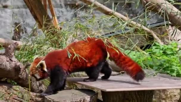 Den Röda Pandan Ailurus Fulgens Även Kallad Den Mindre Pandan — Stockvideo