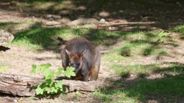 Wallaby bataklığı, Wallabia bicolor, küçük kangurulardan biridir. Bu valabi aynı zamanda siyah valabi olarak da bilinir.