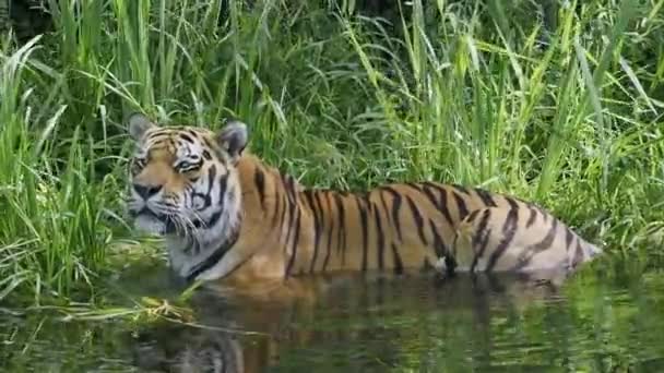 Siberian Tiger Panthera Tigris Altaica Biggest Cat World — Stock Video