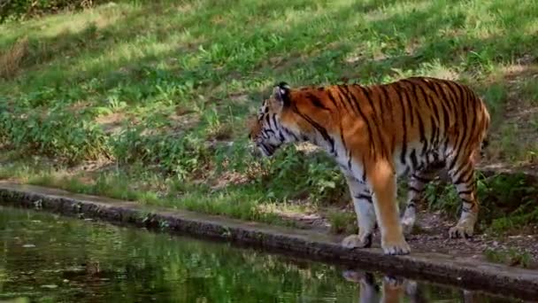 Siberian Tiger Panthera Tigris Altaica Biggest Cat World — Stock Video