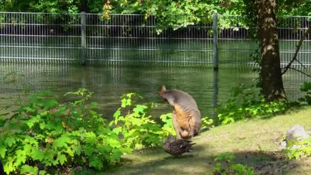 Wallaby Bataklığı Wallabia Bicolor Küçük Kangurulardan Biridir Valabi Aynı Zamanda — Stok video