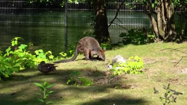 Swamp Wallaby Wallabia Bicolor Uno Dei Canguri Più Piccoli Questo — Video Stock