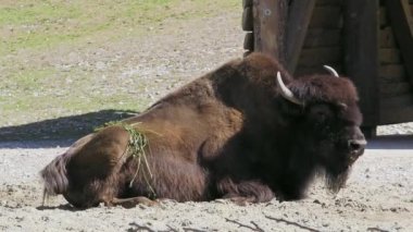 Bizon ya da bizon, bir zamanlar Kuzey Amerika 'da geniş sürüler halinde yaşayan bir bizon türüdür.. 
