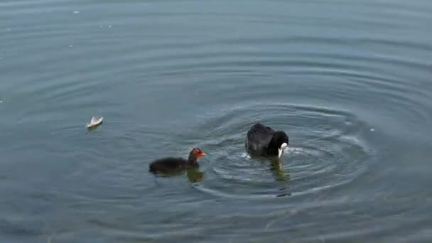 Fulica Atra Una Especie Ave Paseriforme Familia Rallidae Orden Los — Vídeo de stock