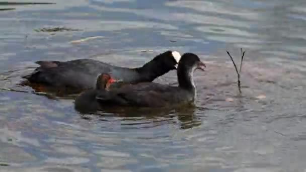 Fulica Atra Una Especie Ave Paseriforme Familia Rallidae Orden Los — Vídeo de stock