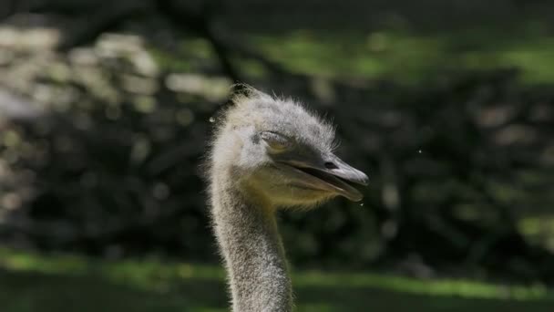 Avestruz Común Struthio Camelus Simplemente Avestruz Una Especie Ave Voladora — Vídeos de Stock