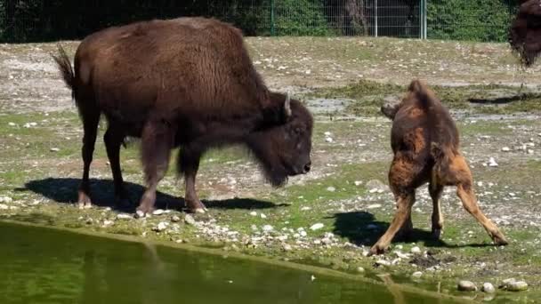 Bison Amerika Atau Singkatnya Bison Juga Dikenal Sebagai Kerbau Amerika — Stok Video