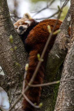 Kırmızı panda, Ailurus fulgens, daha küçük panda ve kırmızı kedi ayı olarak da bilinir..