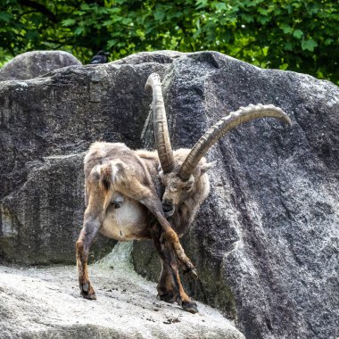 Erkek dağ keçisi - Avrupa Alplerinde yaşayan bir kayanın üzerindeki kapra dağ keçisi