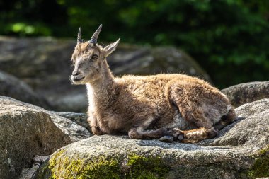 Erkek dağ keçisi - Avrupa Alplerinde yaşayan bir kayanın üzerindeki kapra dağ keçisi