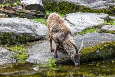 Erkek dağ keçisi - Avrupa Alplerinde yaşayan bir kayanın üzerindeki kapra dağ keçisi