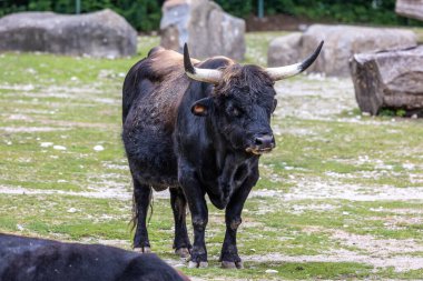 Bos Primigenius Taurus, soyu tükenmiş yaban öküzlerine benzediğini iddia etti. Alman parkında görülen yerli dağ sığırları