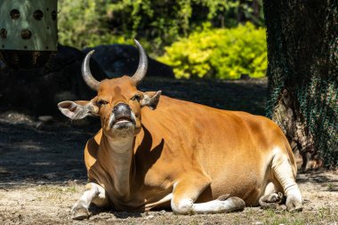 Banteng, Bos javanicus veya Red Bull. Vahşi bir sığır türüdür ama sığır ve bizondan farklı kilit özellikler vardır: hem erkek hem de dişilerde beyaz bir şerit..