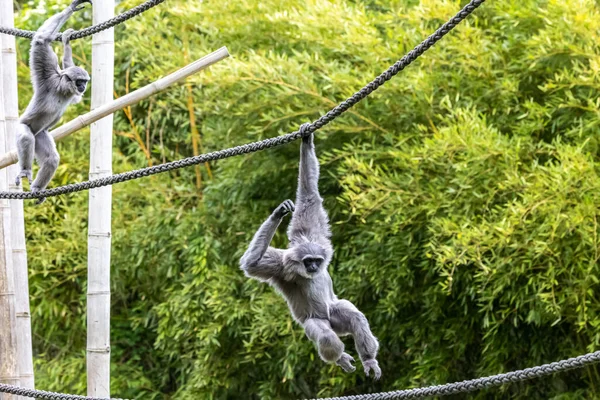 Gibbon Argenté Hylobates Moloch Gibbon Argenté Figure Parmi Les Espèces — Photo