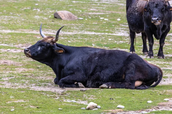 ヘック牛 ボスPrimigenius Taurusは絶滅したオーロックに似ていると主張した ドイツの公園で見られる国内の高地牛 — ストック写真
