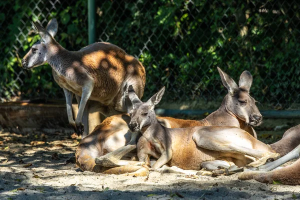 The red kangaroo, Macropus rufus is the largest of all kangaroos, the largest terrestrial mammal native to Australia, and the largest extant marsupial.