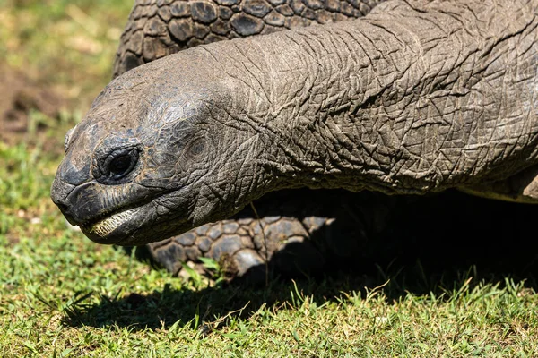 Aldabra Giant Tortoise Curieuse Marine National Park Curieuse Island Seychelles — Stock Photo, Image