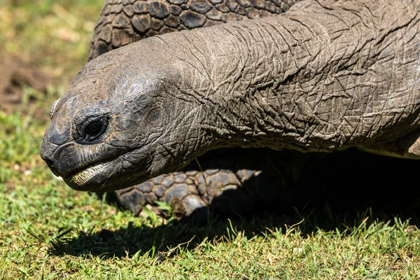 Aldabra Giant Tortoise Curieuse Marine National Park Curieuse Island Seychelles — 스톡 사진