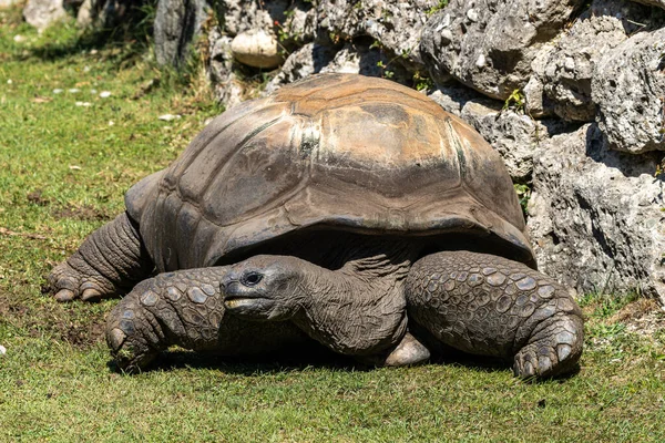 Aldabra Giant Tortoise Εθνικό Θαλάσσιο Πάρκο Curieuse Νήσος Curieuse Σεϋχέλλες — Φωτογραφία Αρχείου