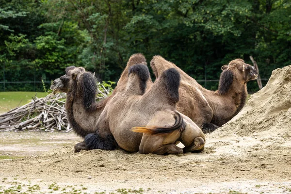 Bactrian Tevék Camelus Bactrianus Egy Nagy Egyenletes Lábujjú Patás Őshonos — Stock Fotó