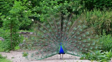 Hint Peafowl veya mavi Peafowl, Büyük ve parlak renkli bir kuş türüdür, Güney Asya 'ya özgü, fakat dünyanın diğer bölgelerinde de tanıtılan bir türdür..
