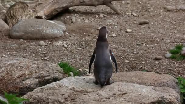 Humboldt Pengueni Spheniscus Humboldti Veya Perulu Penguen — Stok video