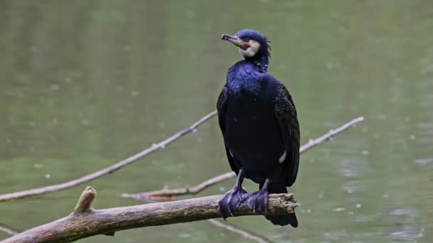 Velký Kormorán Phalacrocorax Carbo Známý Jako Velký Černý Kormorán Přes — Stock video