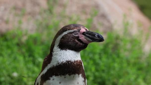 Pingüino Humboldt Spheniscus Humboldti Pingüino Peruano — Vídeo de stock