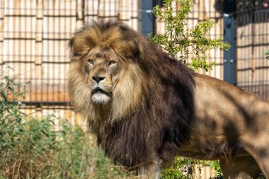 Aslan, Panthera leo, Panthera cinsindeki dört büyük kediden biridir ve Felidae familyasının bir üyesidir..