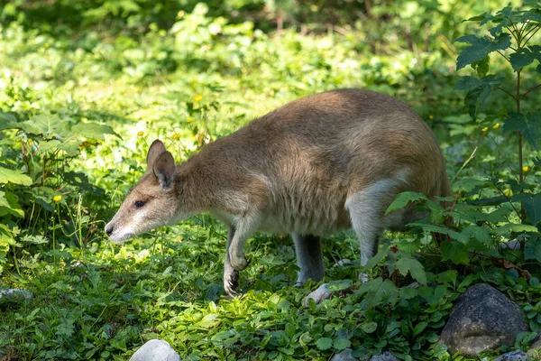 Macropus Agilis También Conocido Como Wallaby Arenoso Una Especie Wallaby — Foto de Stock